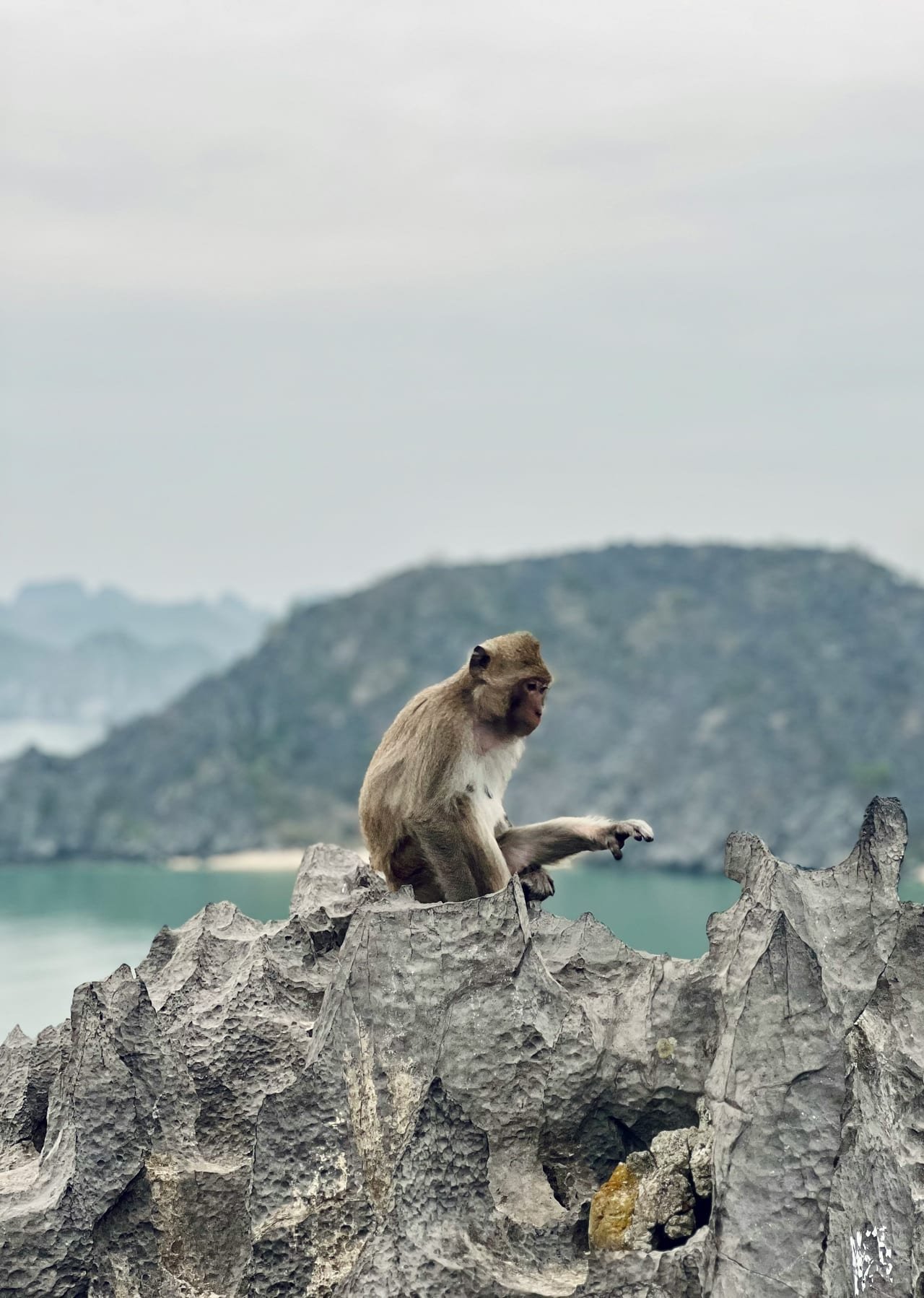Cat Ba Half-Day Deep Water Soloing