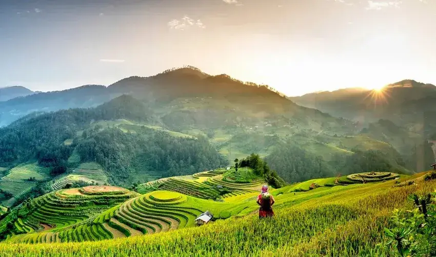 Terraced rice fields