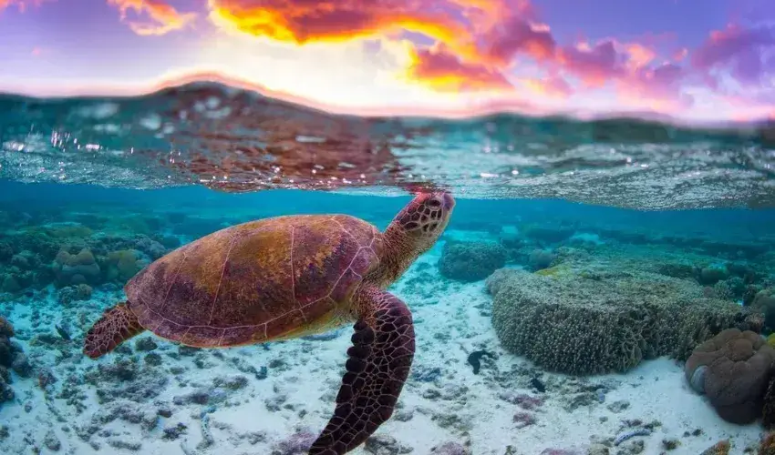 Con Dao is famous for its tradition of releasing baby turtles back into the sea